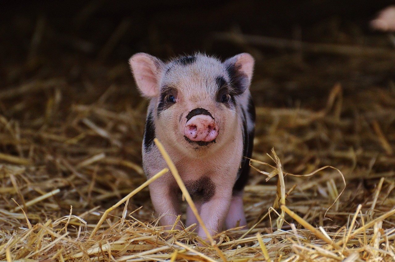 Erdschwein-Jahr-2019