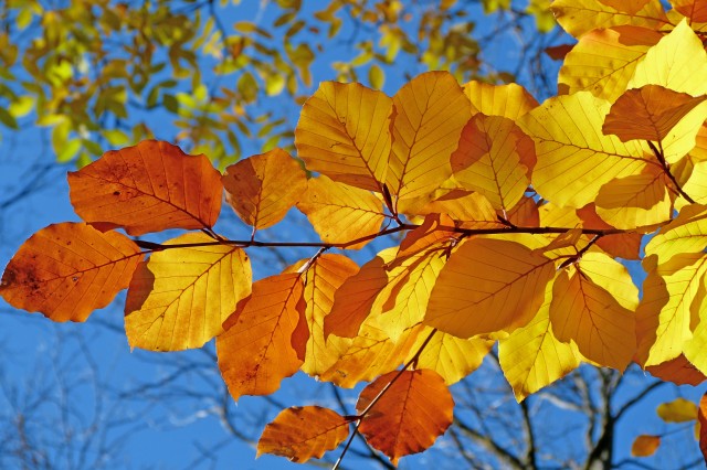 Zeitqualität Herbstbeginn Horoskop